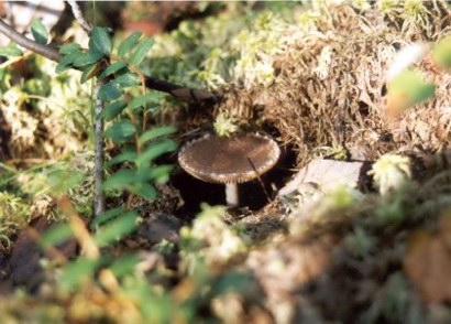 bog-fungi