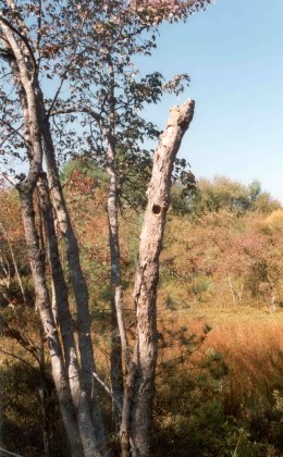 dead-tree-in-bog