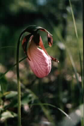 lady-slipper