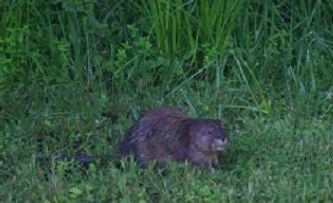 muskrat