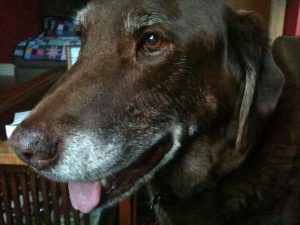 Clifford the Chocolate Lab