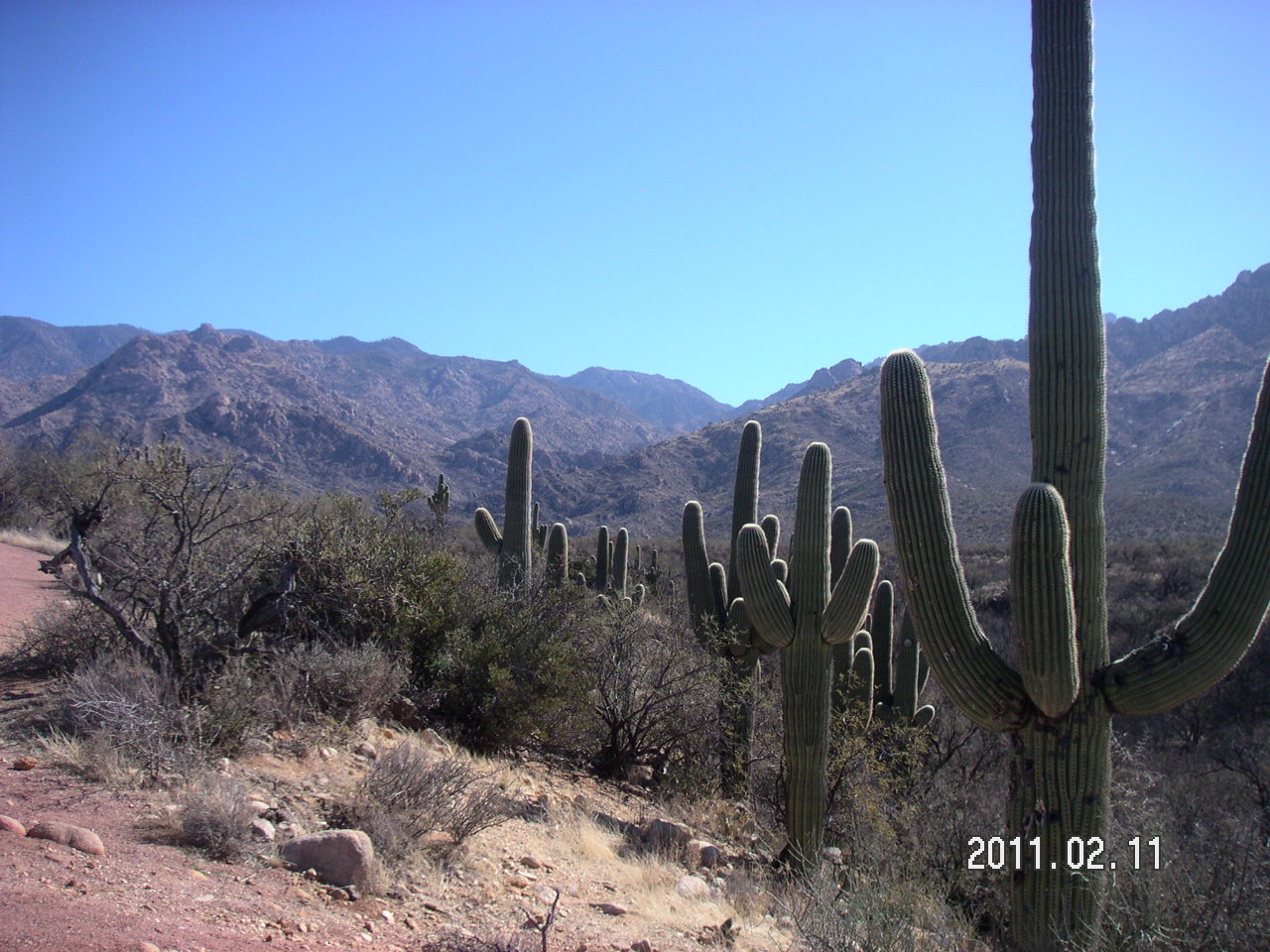 Saguaro cactus in Arizona